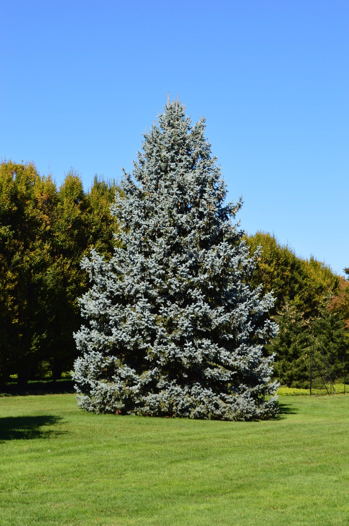 Living Christmas Tree | Blue Spruce | Packaged Live Tree