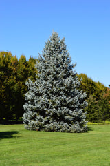 Living Christmas Tree | Blue Spruce | Packaged Live Tree