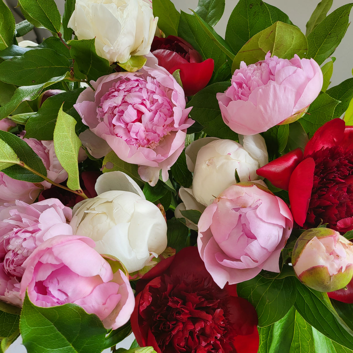 Peony Bundle