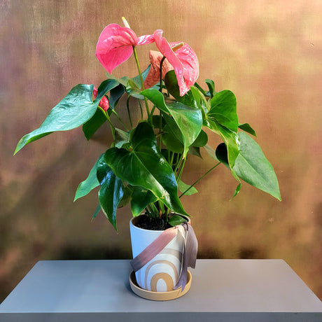 Heart Anthurium Plant