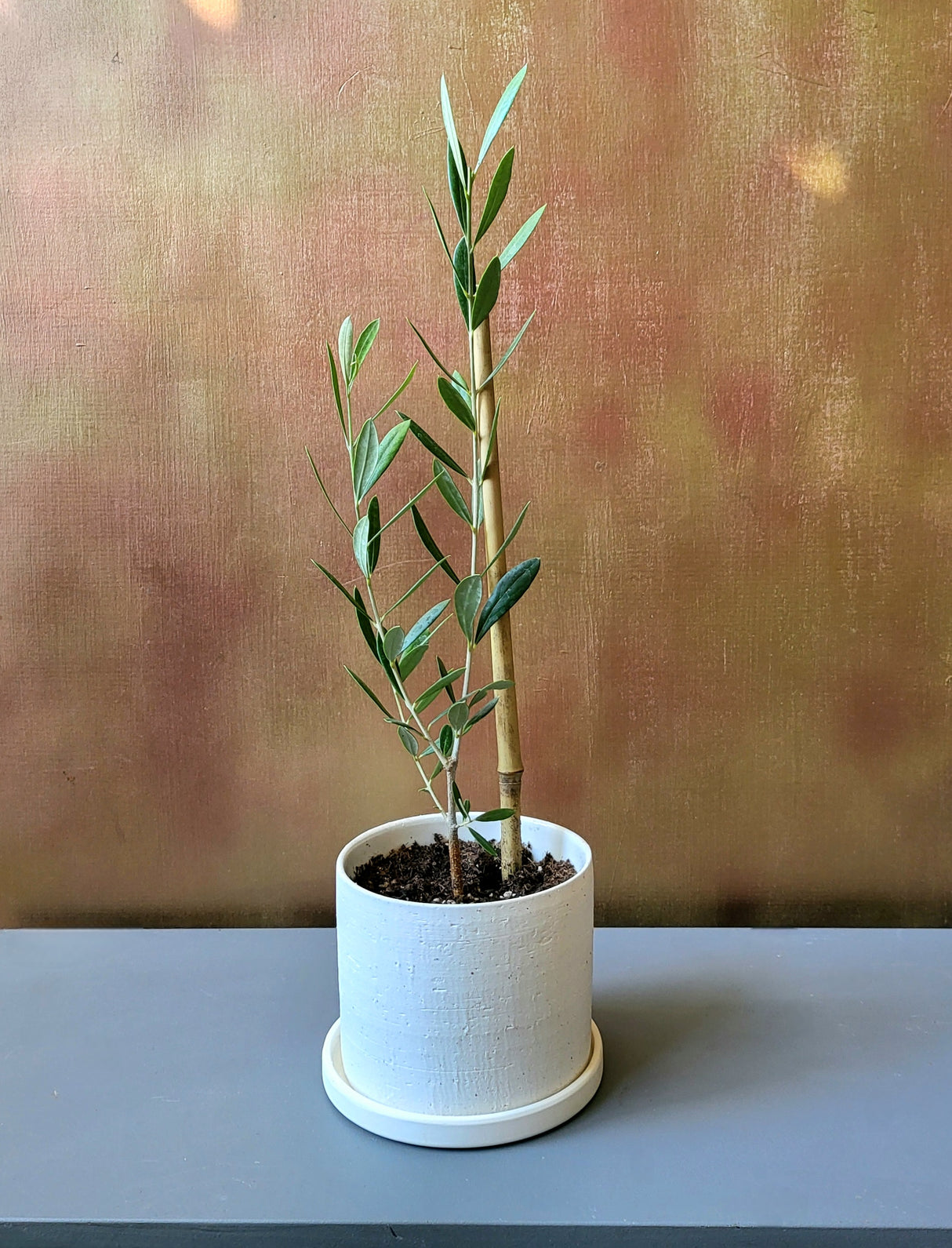 Olive Tree