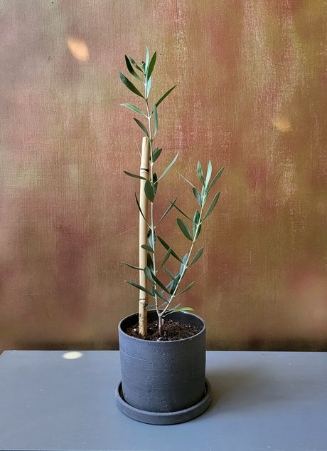 Olive Tree