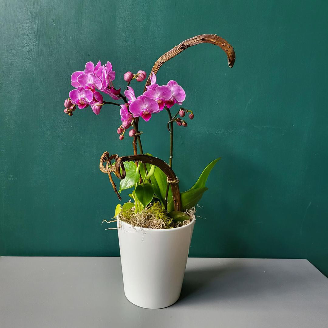 Large Orchid Planter