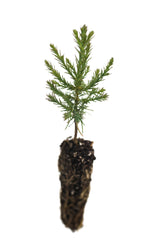 Living Christmas Tree | Giant Sequoia | Packaged Live Tree