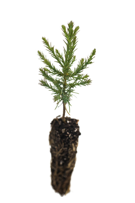 Living Christmas Tree | Giant Sequoia | Packaged Live Tree