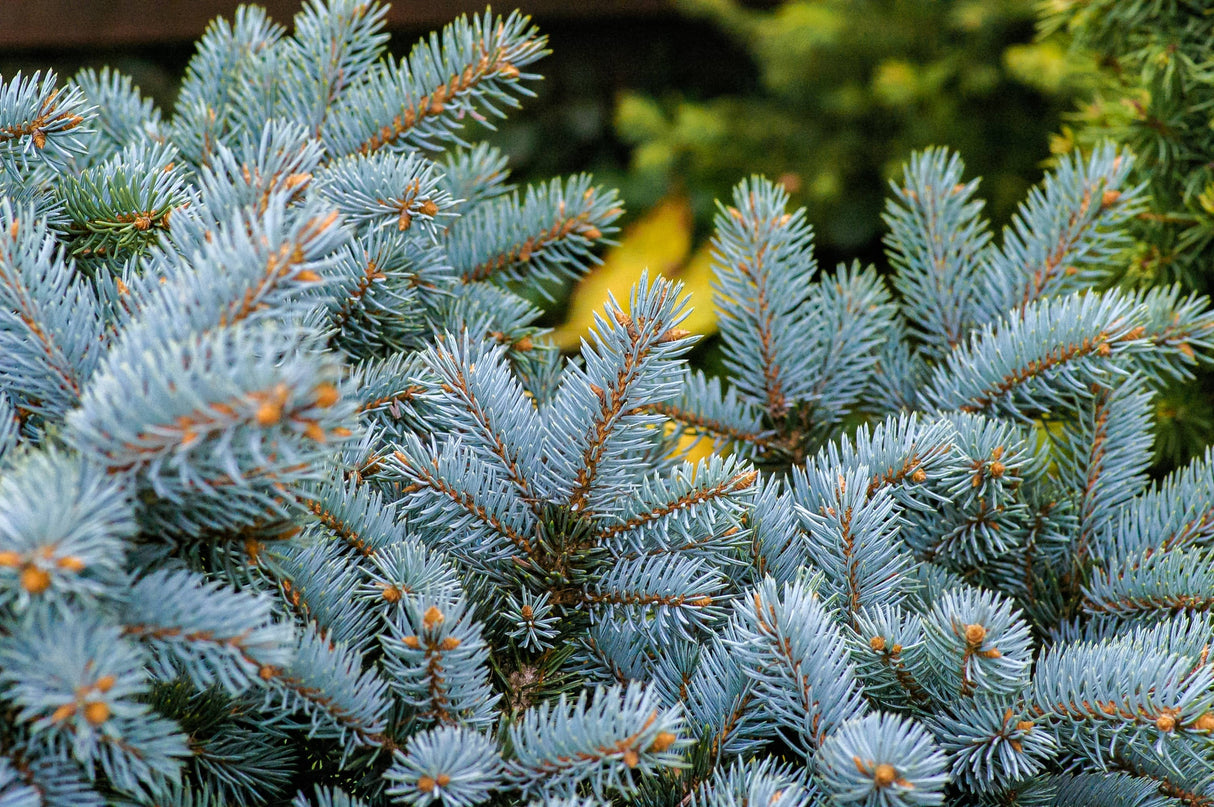 Living Christmas Tree | Blue Spruce | Packaged Live Tree