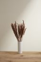 Pampas Grass brown