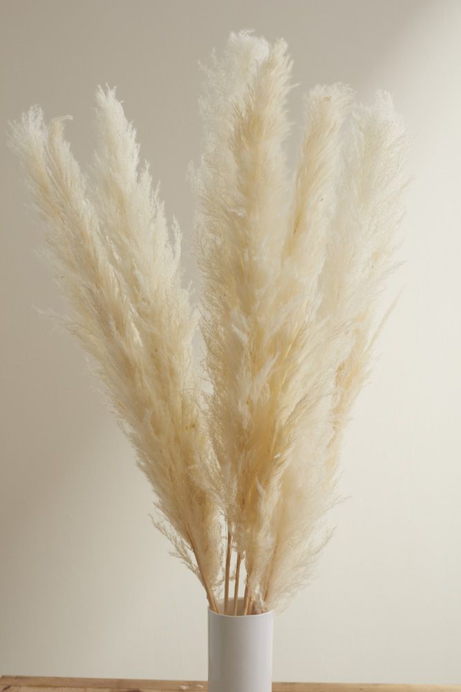 Pampas Grass white