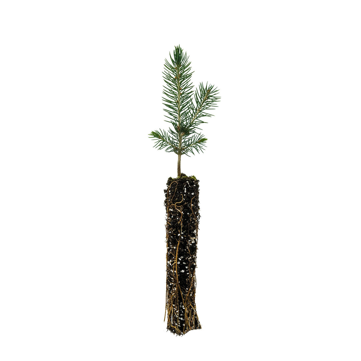 Living Christmas Tree | Blue Spruce | Packaged Live Tree