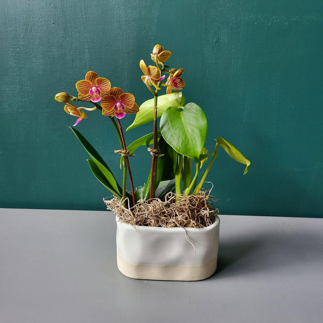 Mini Orchid Planter