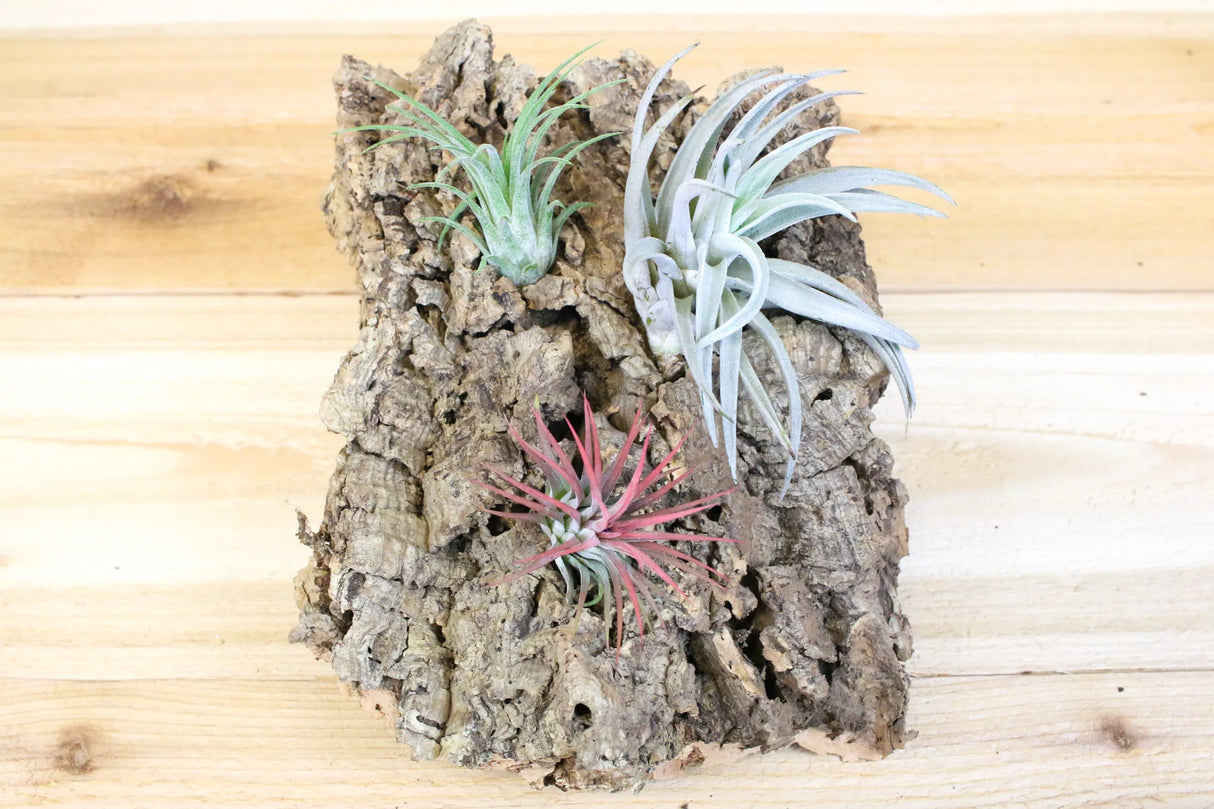 Air Plant Cork Bark Display