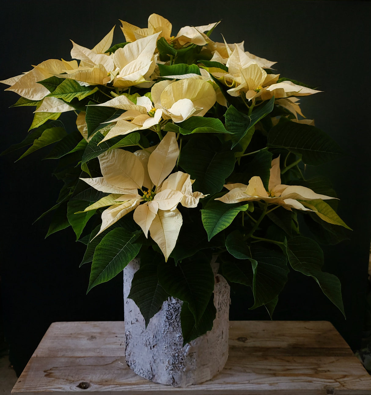 Christmas Eve Plant (poinsettia) in Birch Pot. 8"