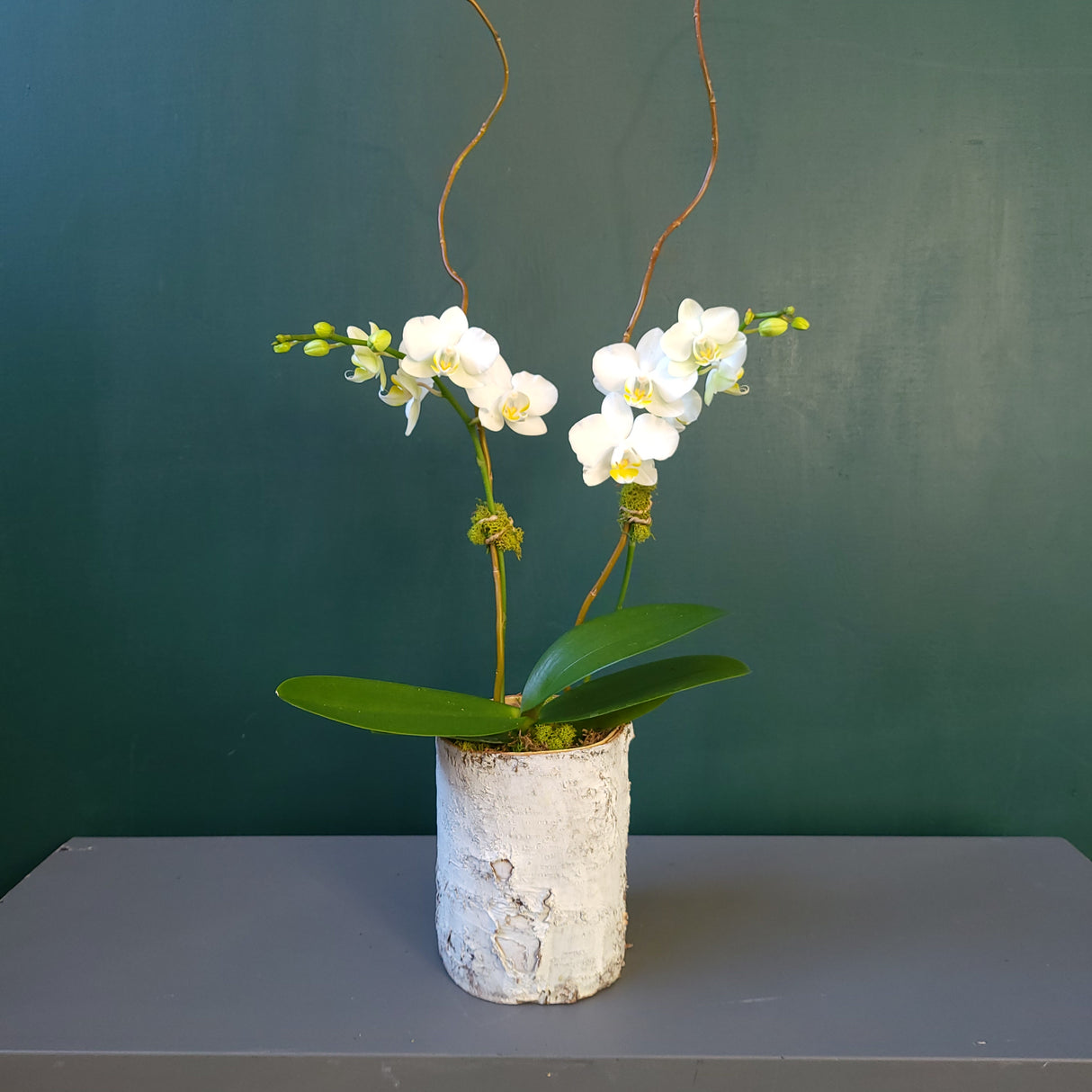 Orchid in Birch Pot.