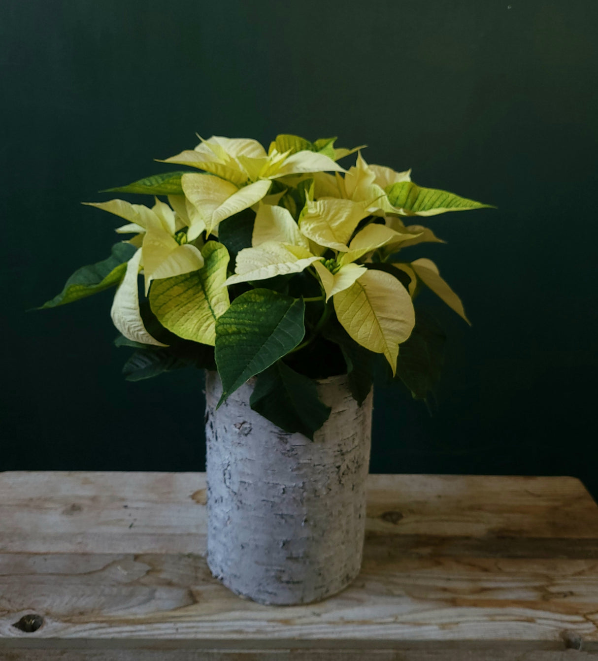 Christmas Eve Plant (poinsettia) in Birch Pot