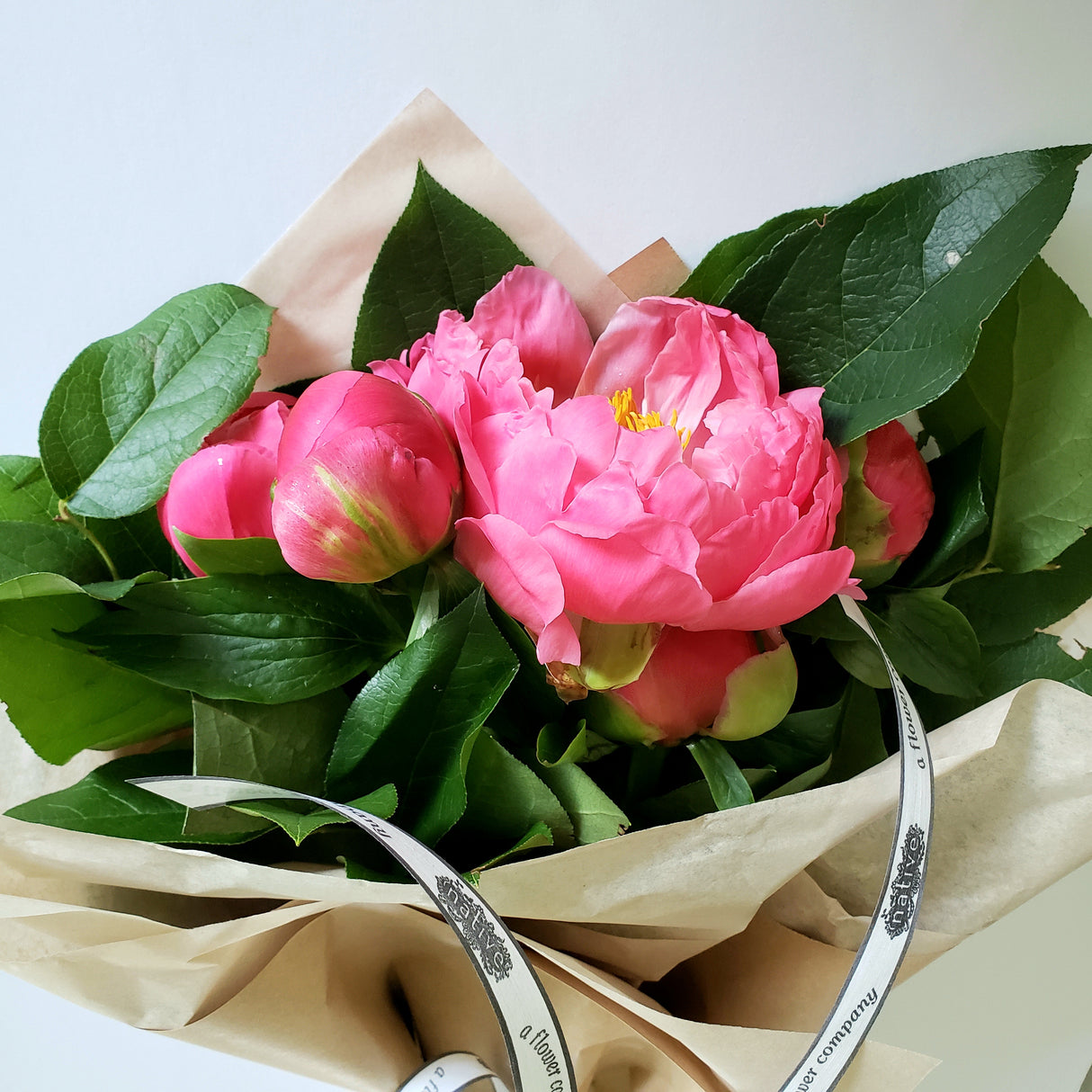 Peony Bundle