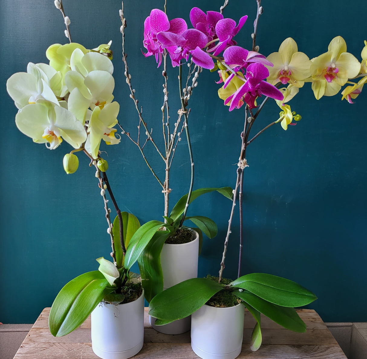 Phalaenopsis Orchid Plant