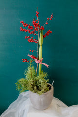 Blooming Amaryllis